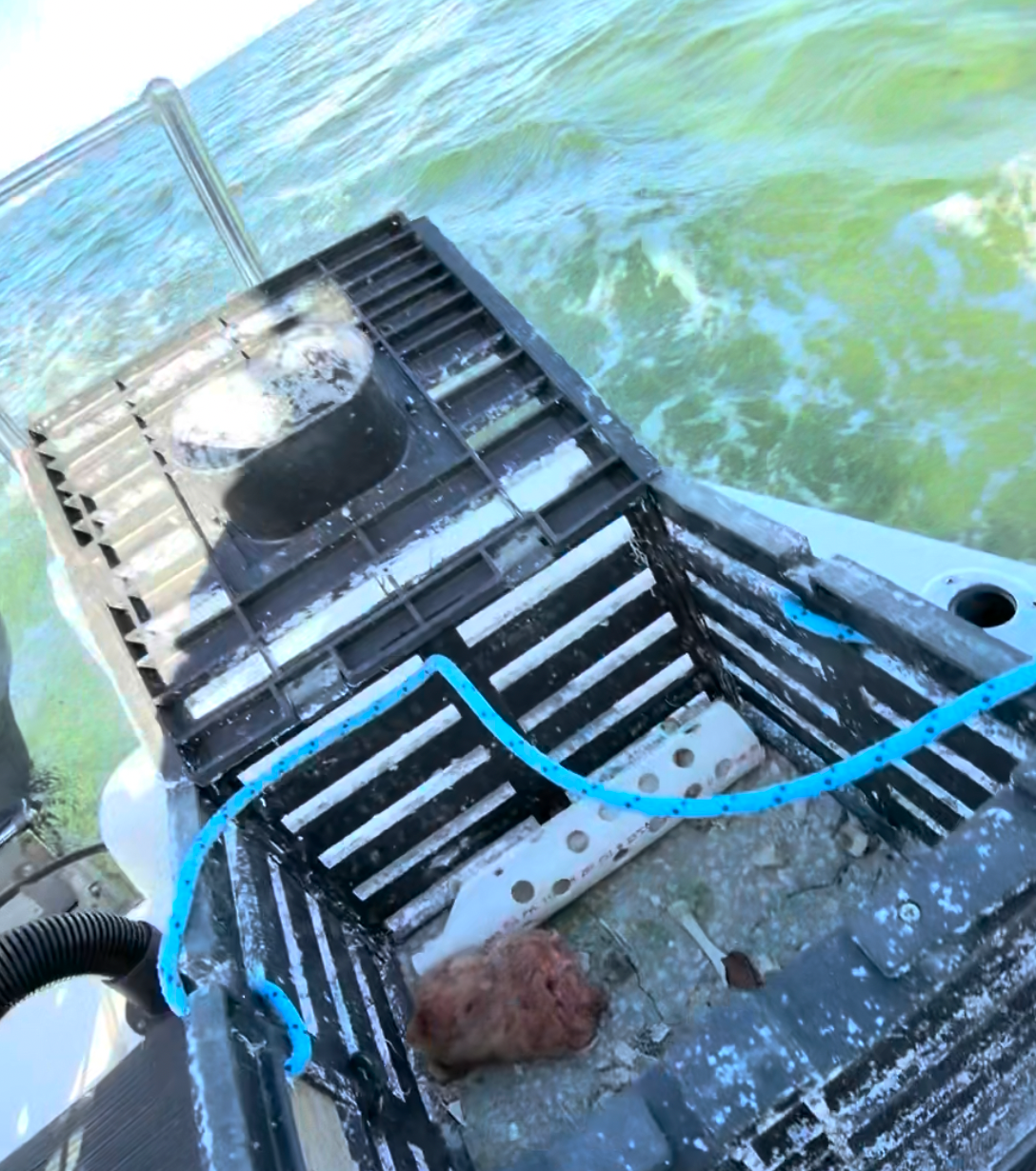 Stone crab trap bait chicken and pigs feet out on the water baiting traps